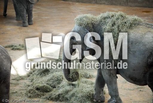 Asiatischer Elefant (15 von 21).jpg